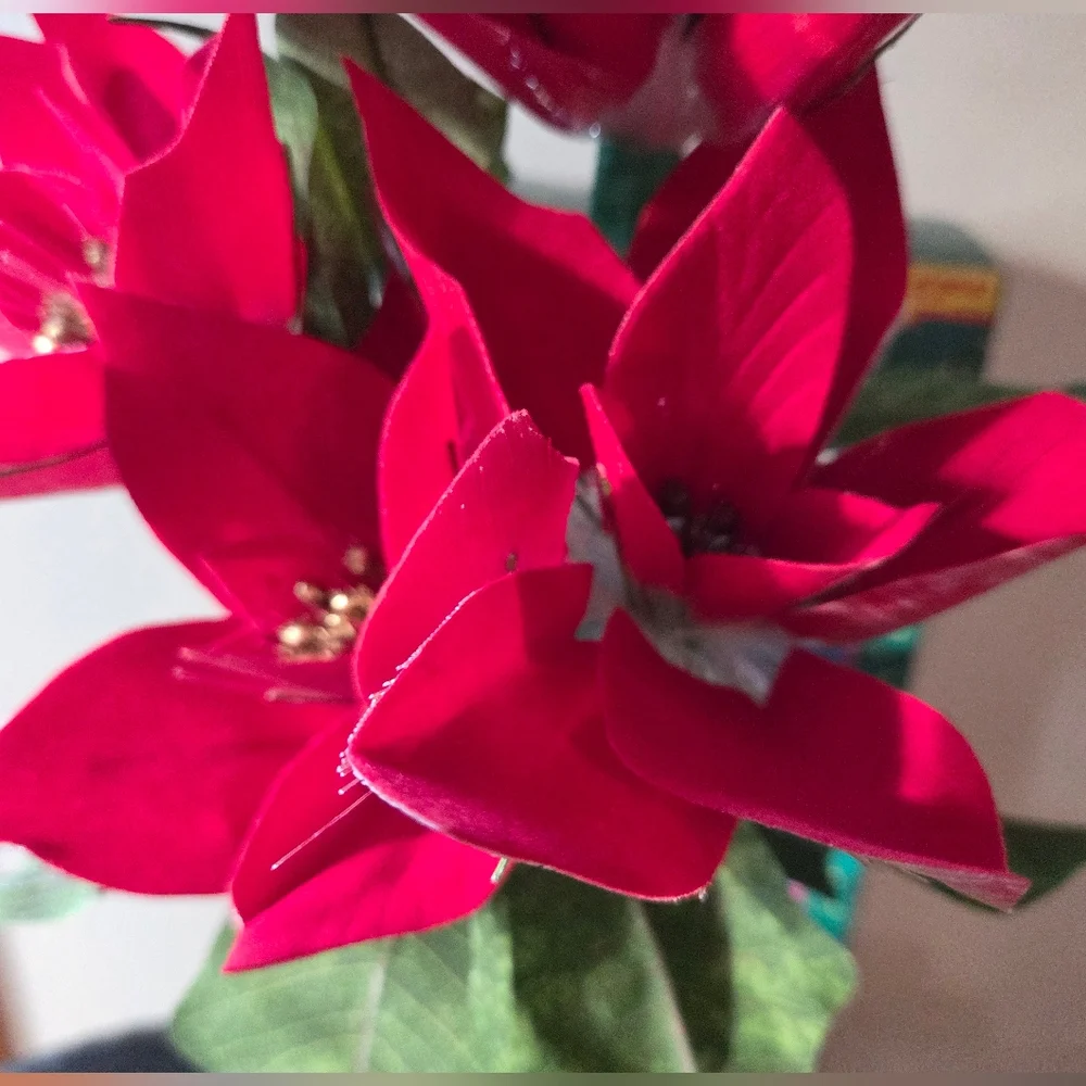Vintage Christmas Fiber Optic Color Changing Red Poinsettia 18